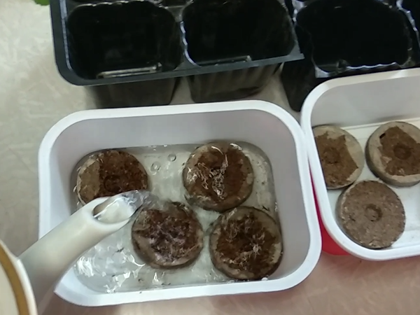 Готовлю таблетки для укоренения черенков пеларгонии. Фото автора