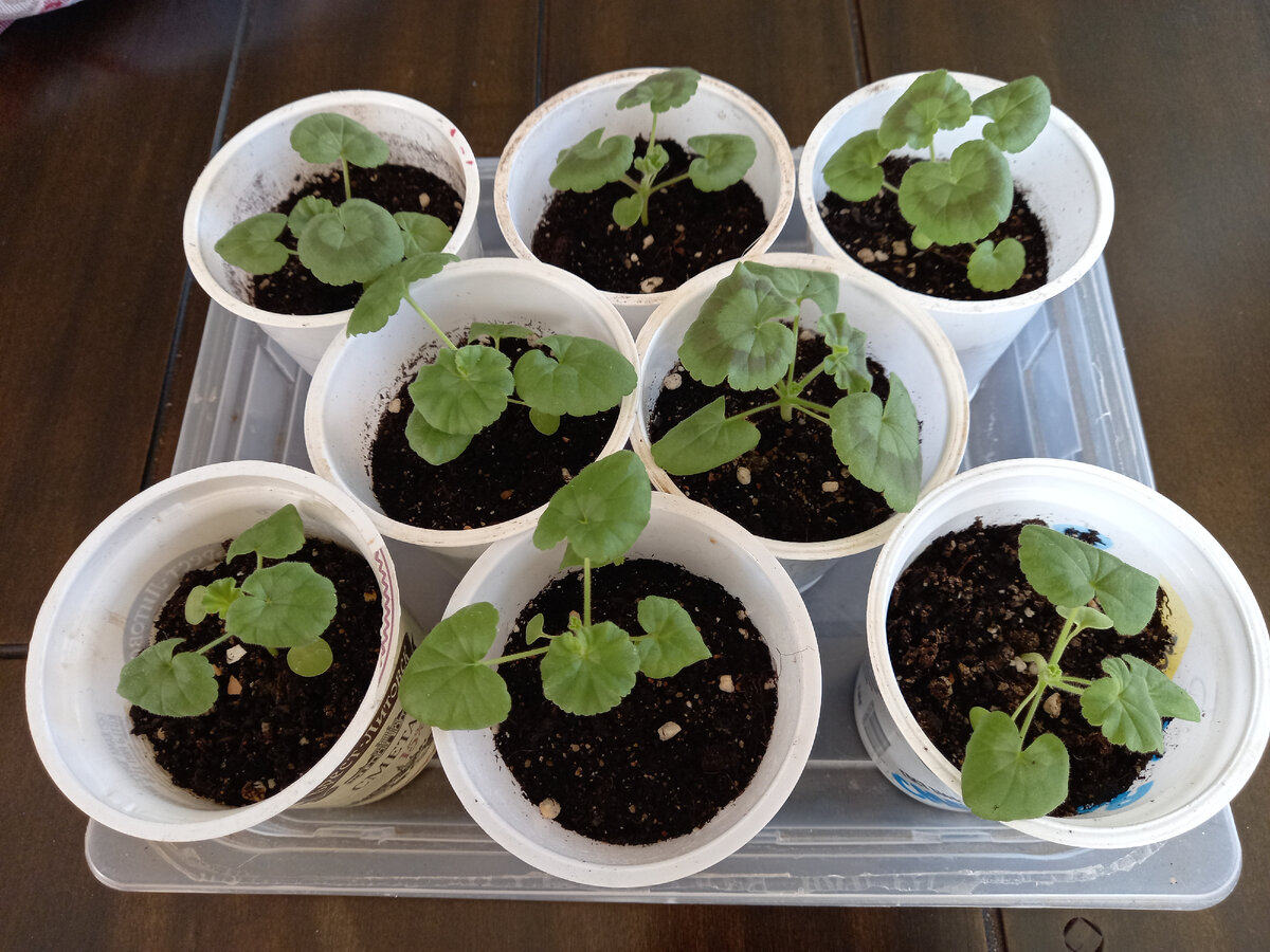 Мои пеларгонии