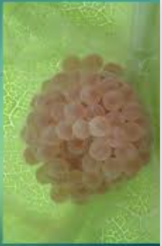 Кладка довольно большая.