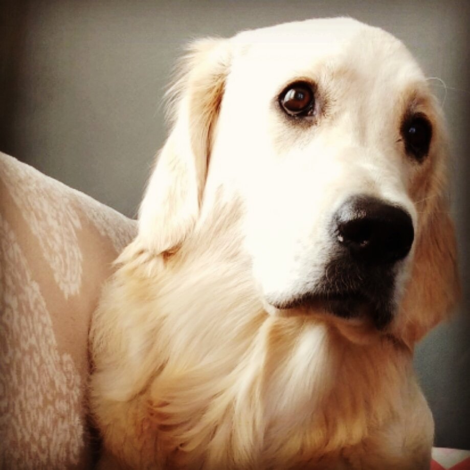 В эти глаза не возможно не влюбиться