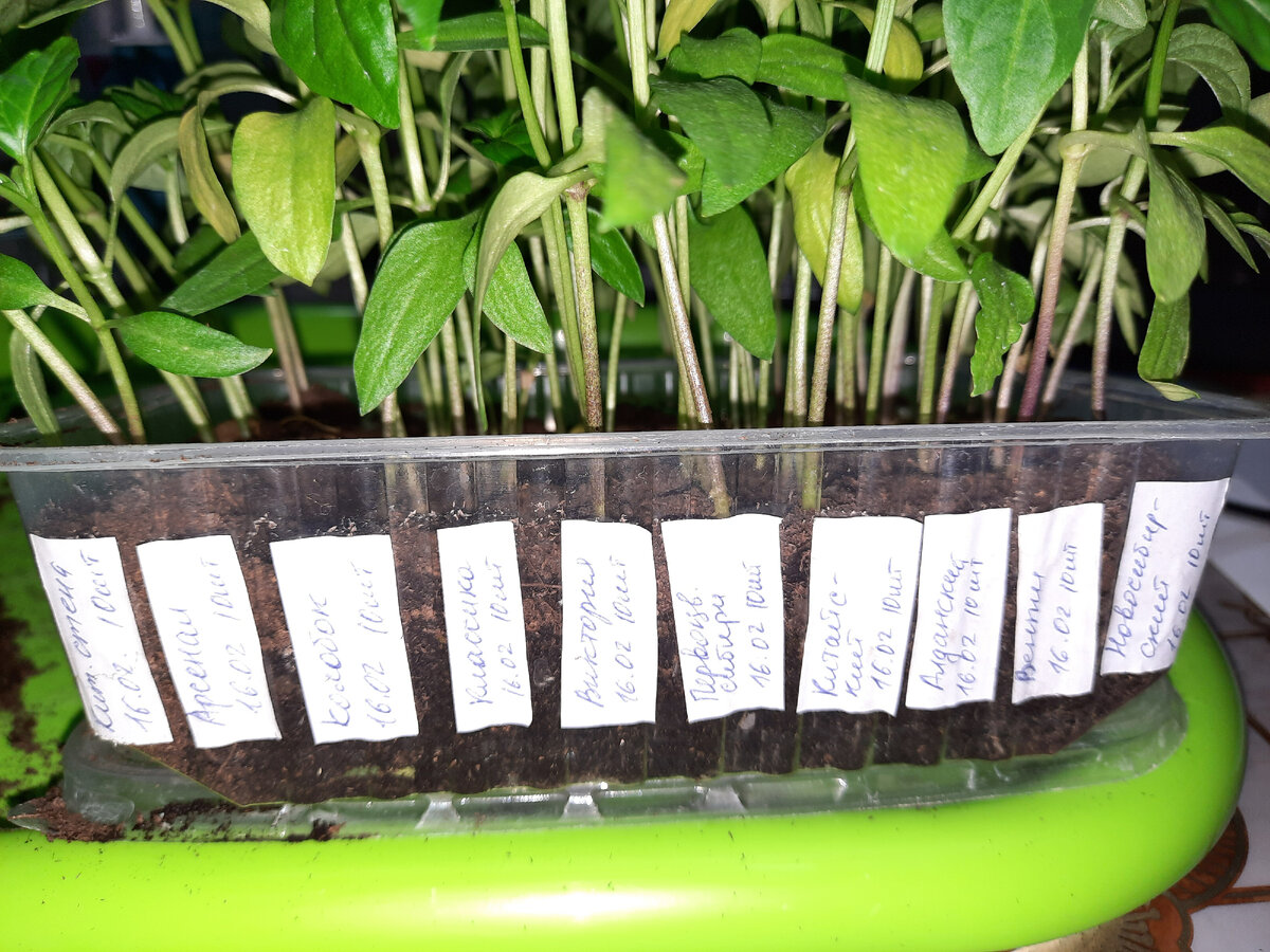 Я сею загущенно. Это перчики