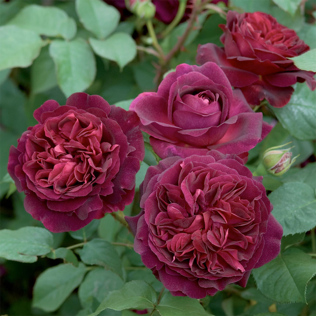 Сорт «Манстедский лес». Фото David Austin Rose Gardens