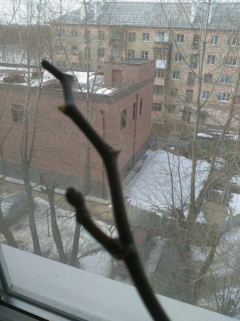 это вид из окна на севере...хрущевка напротив...