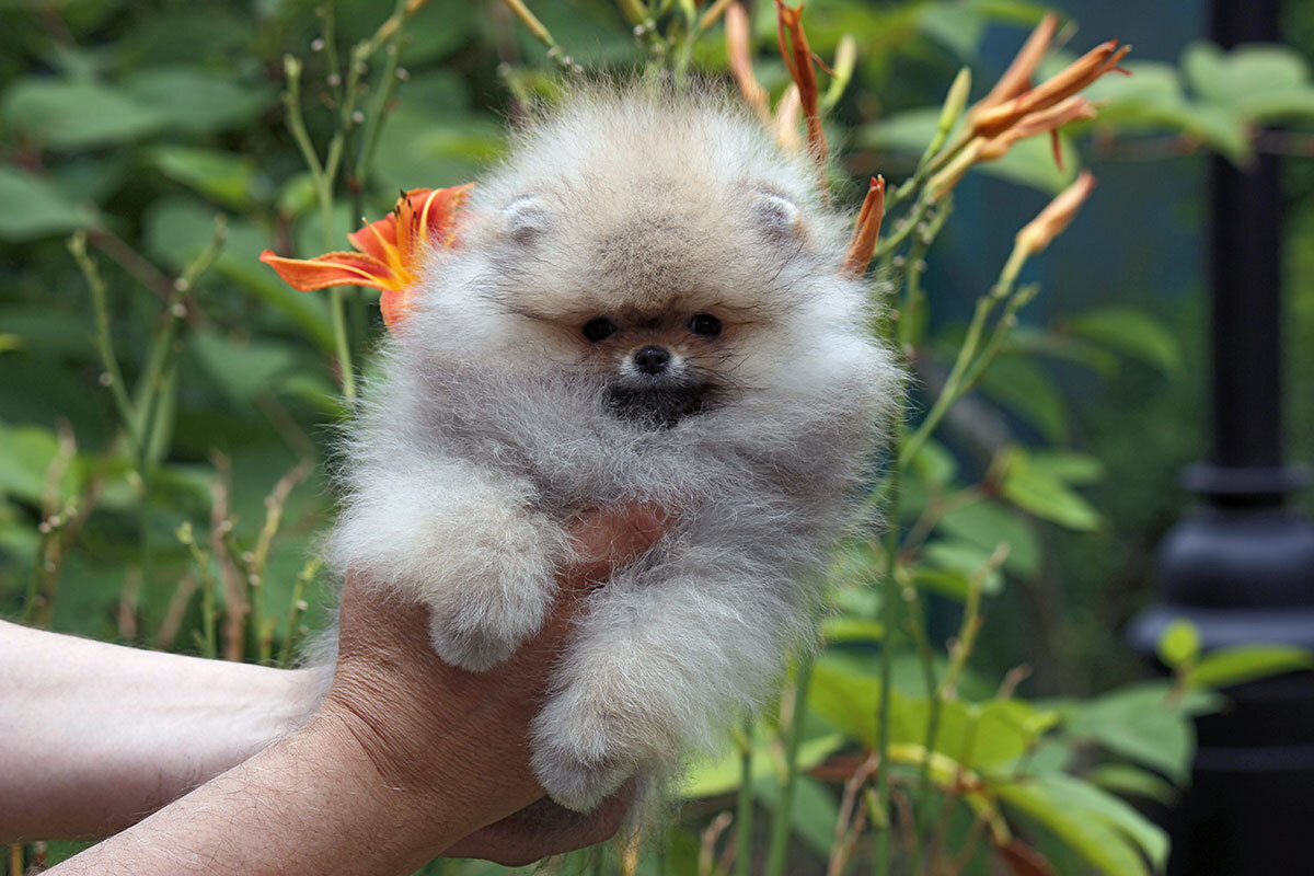 Канди Лэт Зэа Би Лав Из Лагуны Грёз