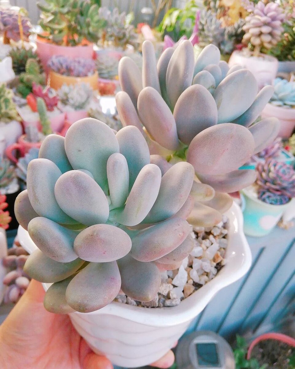 Pachyphytum bracteosum @nanyuh.gp