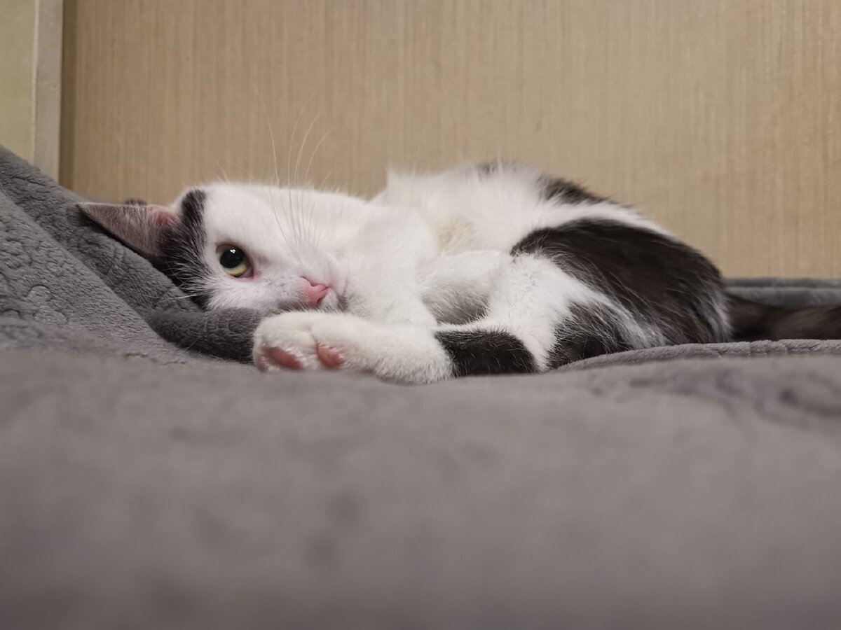 Барсик невЫновный!