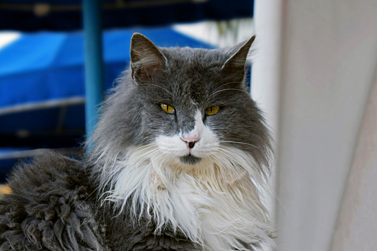 Каких людей любят и уважают бездомные коты и кошки | Приключения ...