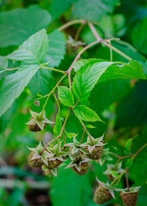     уход подкормка малины