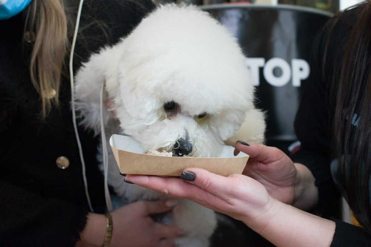 Кормление питомца в летний сезон