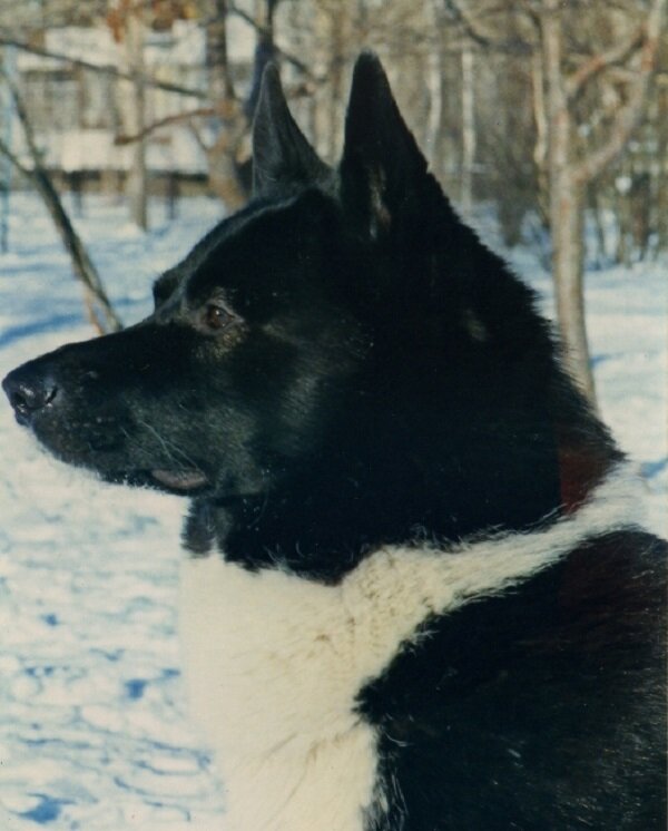 Голова Вура А.С.Балобанова 