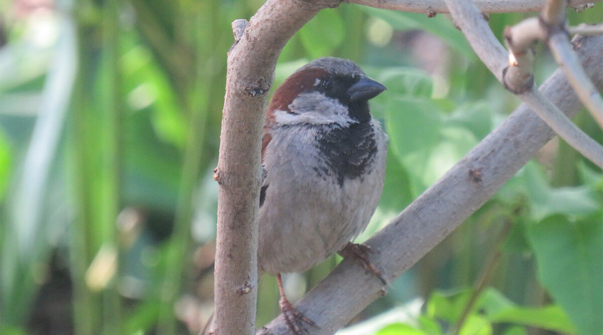 Домовый воробей, самец