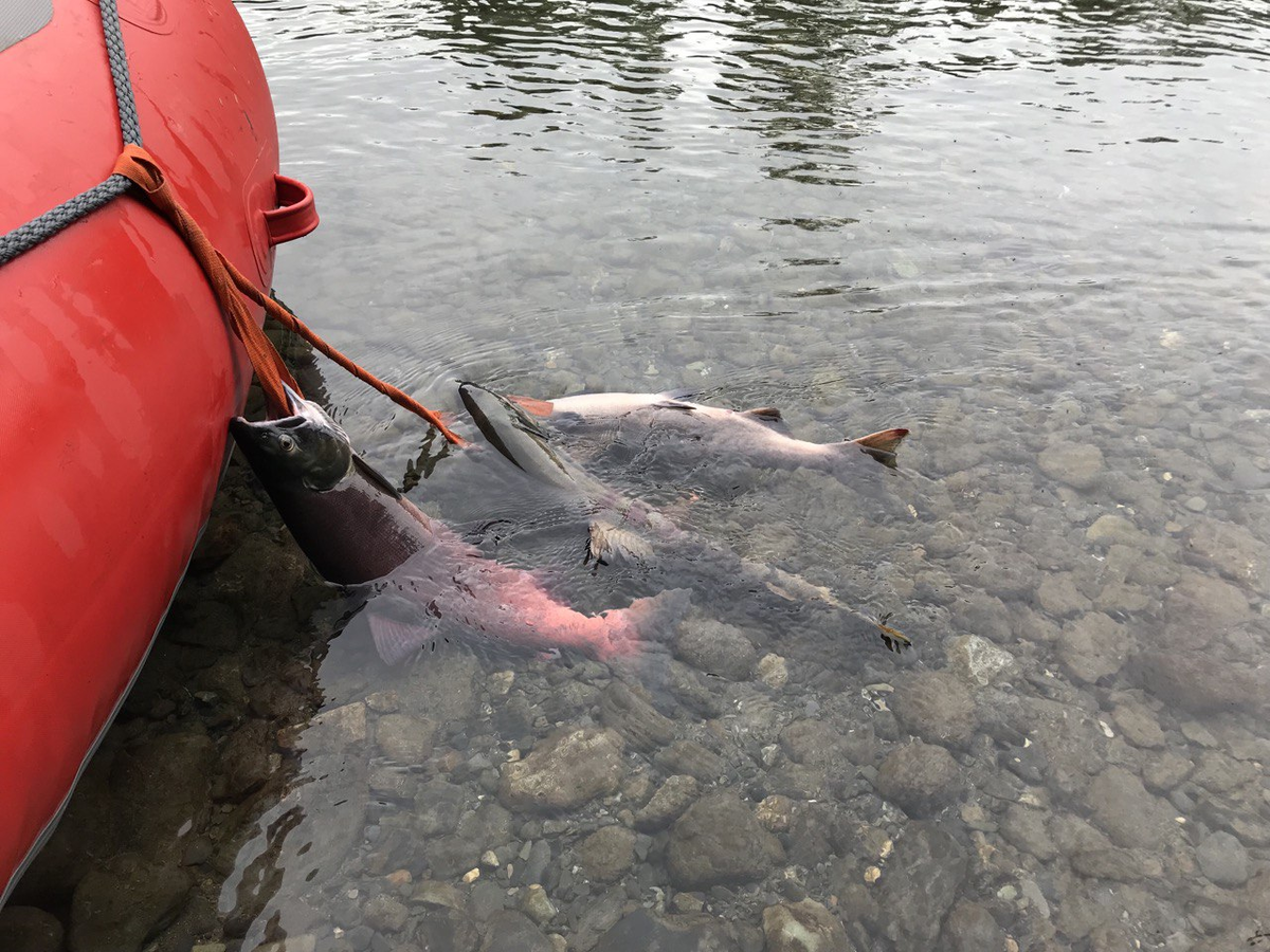 Рыбалка сплав по реке