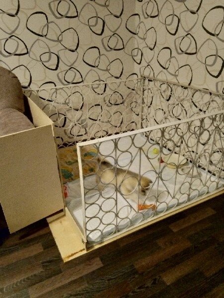 Из листа фанеры и старых оконных решёток мы соорудили временную клетку для Вилли, через пару месяцев пёсик научился выбираться из нее и пришлось добавить крышу, также из листа фанеры.