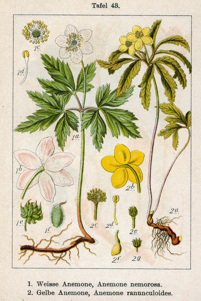 из книги «Deutschlands Flora in Abbildungen», 1796 рис. Якоба Штурма
