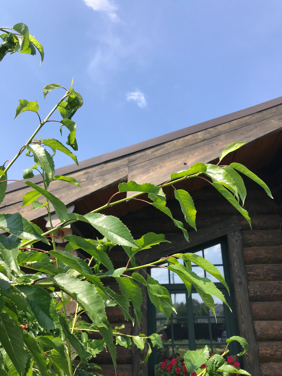 7 июля заметил на черешне новые скрученные листья, значит обработка, проведенная 1 июля не помогла сдержать вредителя