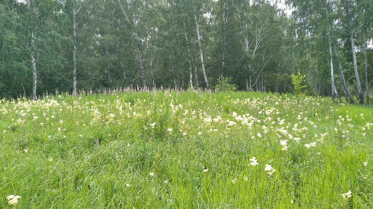 Кладовая здоровья под ногами, лабазник повсюду в период цветения
