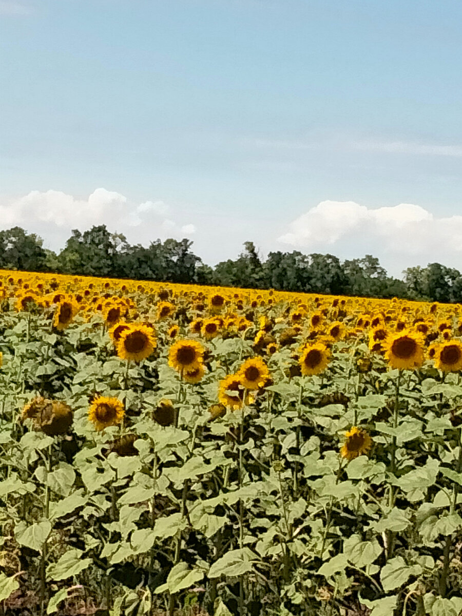 Солнечный отряд 