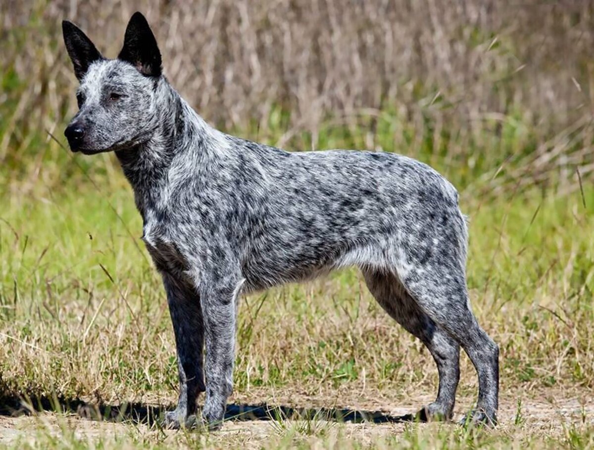 Короткохвостая, пастушья и австралийская (Фото: https://www.dailypaws.com/dogs-puppies/dog-breeds/australian-stumpy-tail-cattle-dog)