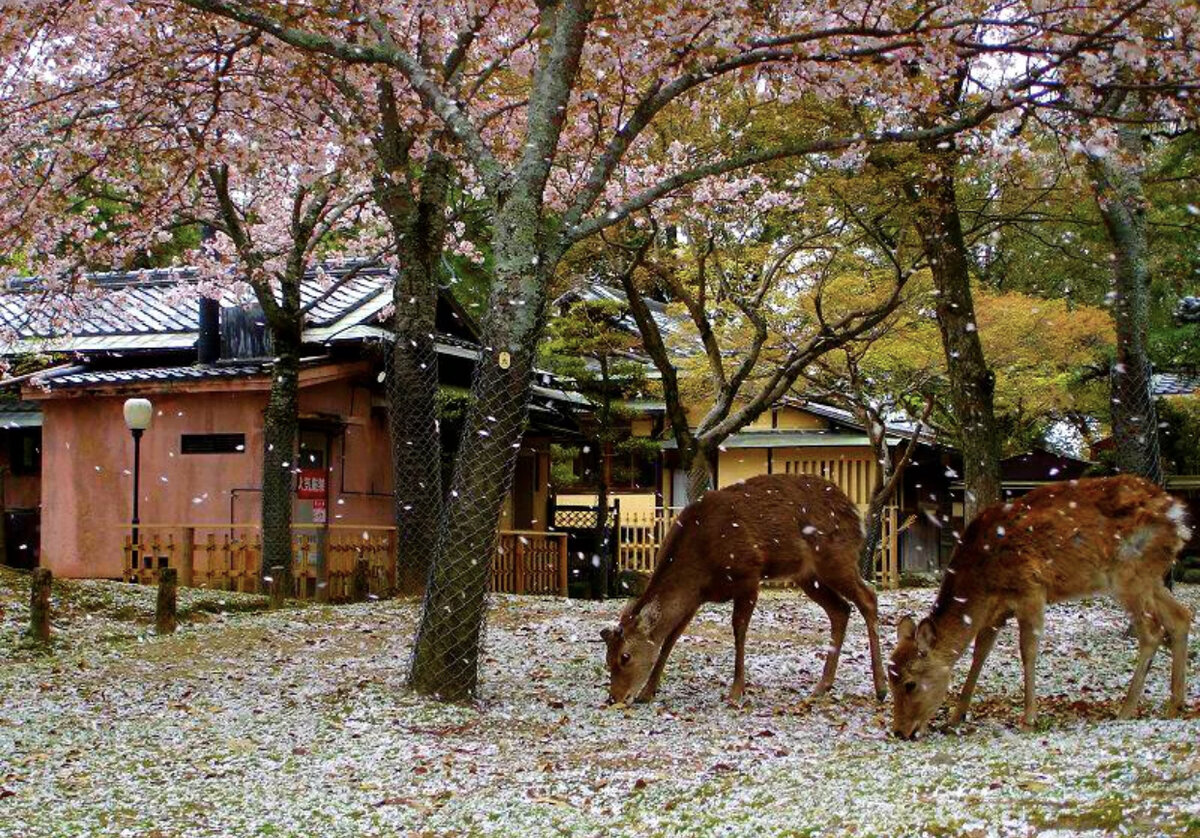 Остров оленей. Нара Япония. Нара парк с оленями. Японский город Нара. Город Нара Япония олени.