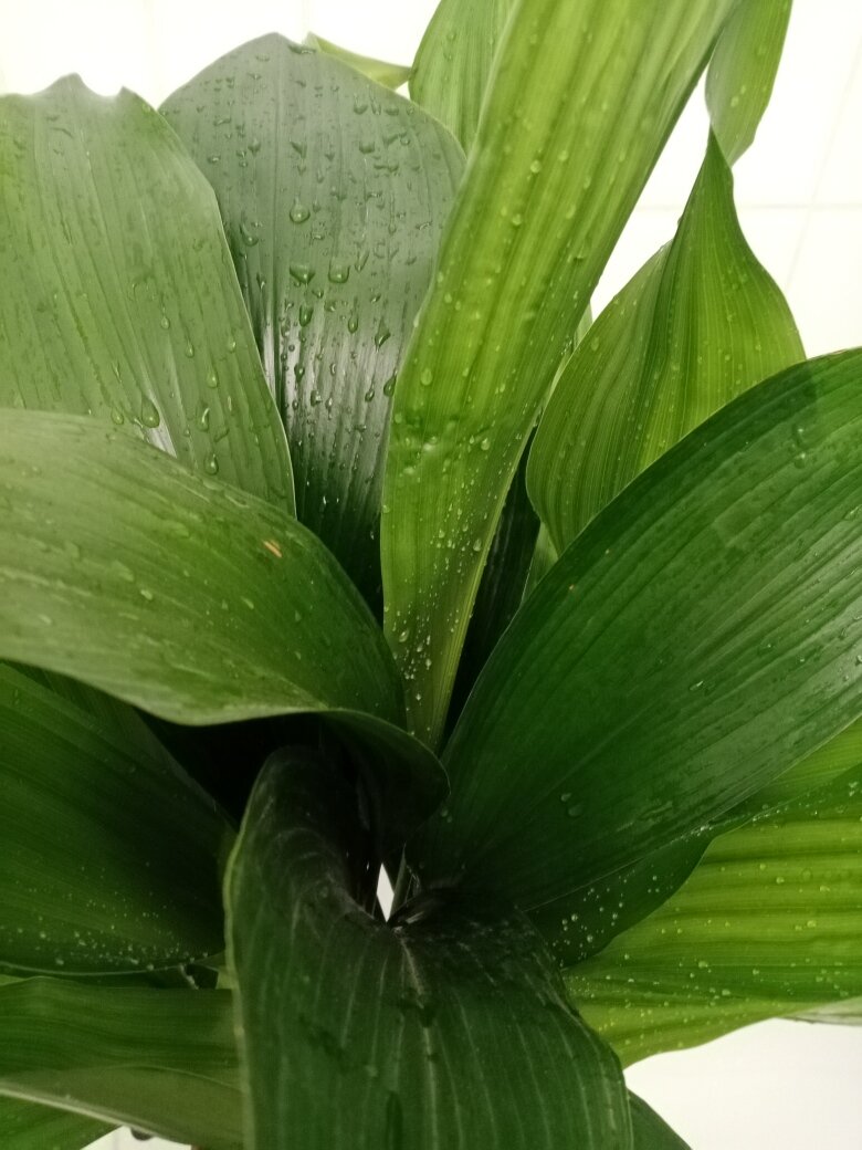 Капли на листьях аспидистры - ну не чудо ли? Фото автора.
