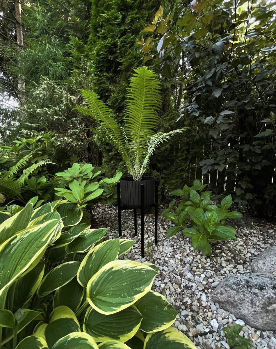 Так как большинство папоротников растут вверх, горшок прекрасно видно. Это могут быть простые терракотовые горшки, необычные, сделанные своими руками или минималистичные – монохромные.