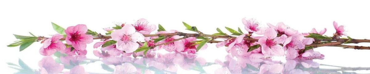 Яндекс картинки