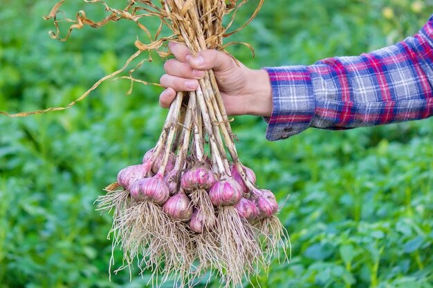 Правильная уборка чнснока-залог его долгого хранения.