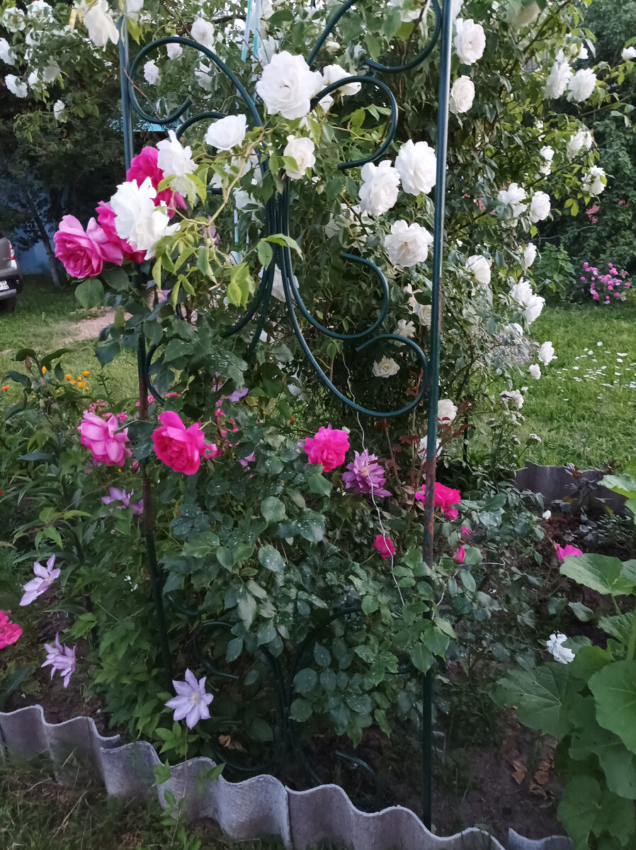 Наверное Лагуна плетистая на первом фоне, а за ней белая, старая, как сорт называется не знаю. 