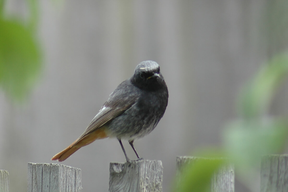 Горихвостка-Чернушка. Горихвостка-Чернушка певчая птица. Redstart (Phoenicurus ochruros).