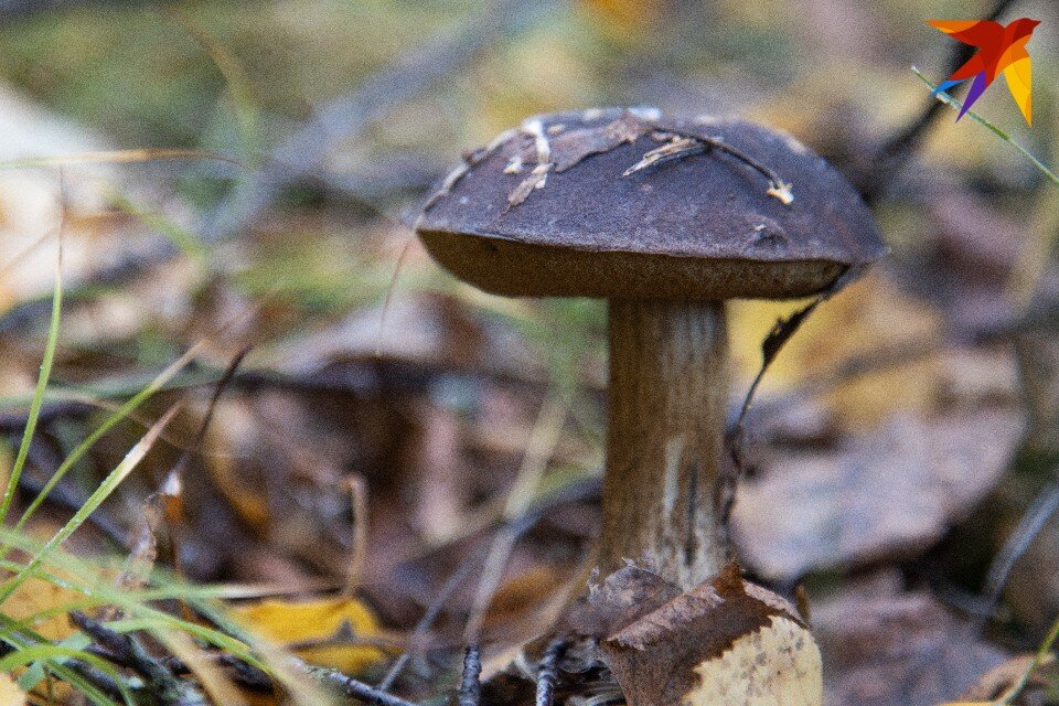     Увлекшись сбором грибов, 11 сентября северянка оказалась в незнакомой стороне леса. Николай ОБЕРЕМЧЕНКО