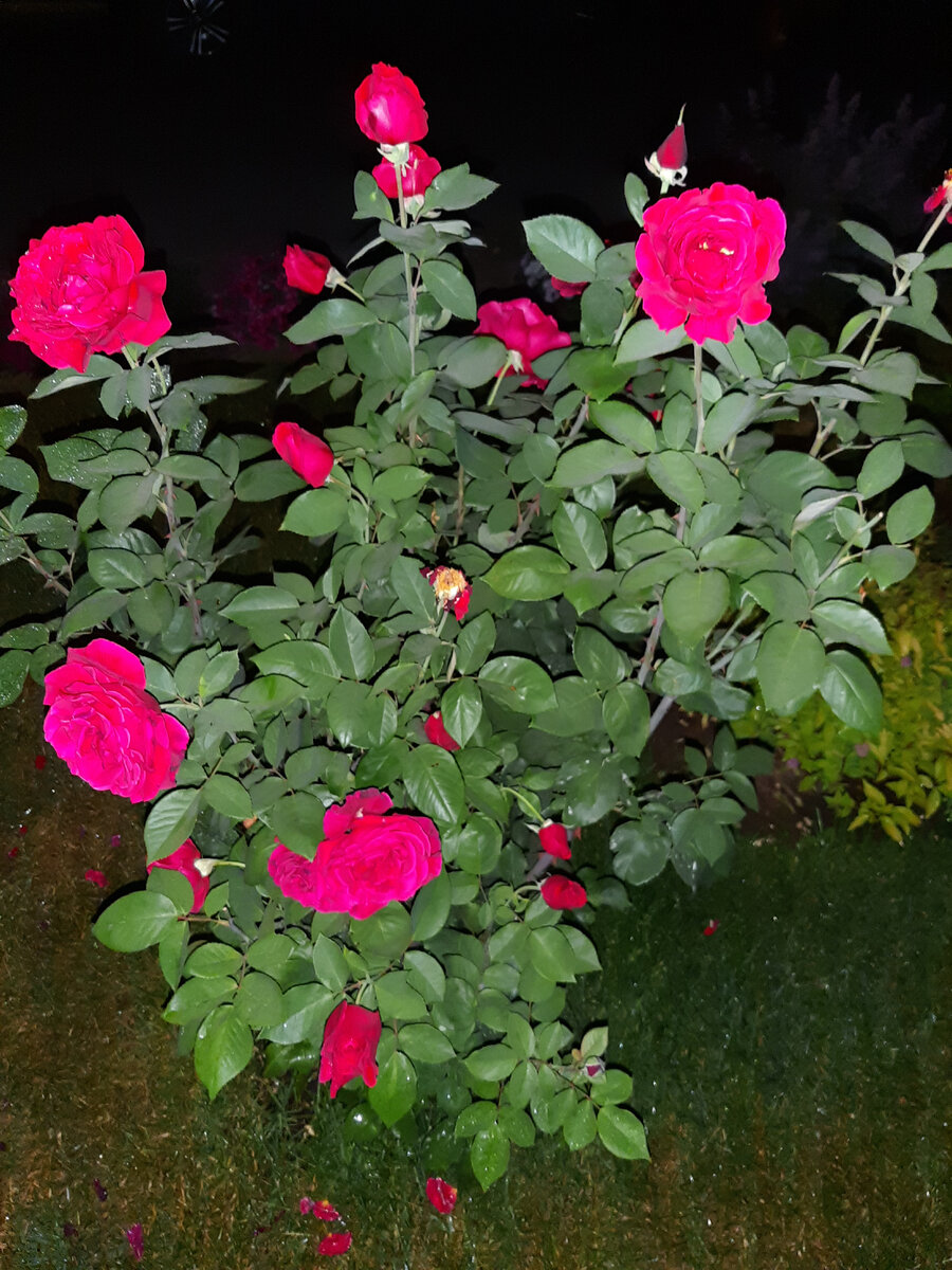 Кто пышно цветет до глубокой осени? | Цветущий мир | Дзен