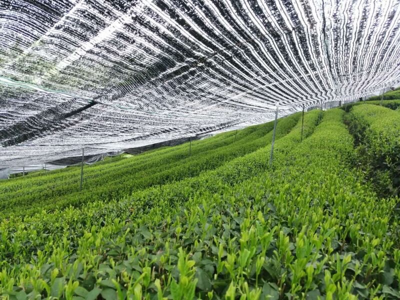 Затененка! www.puercn.com