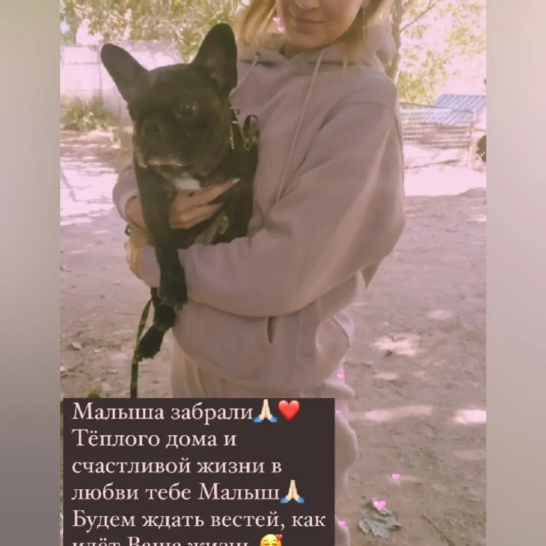 Верность тв спасение животных. Приют в астрахани экоприют. Верность тв спасение животных. Верность тв спасение животных. Верность тв спасение животных.