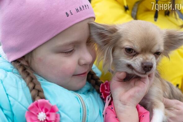    Чихуахуа 123RF/legion-media.ru