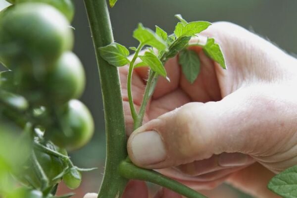 Зачем пасынковать помидоры и как это сделать правильно?