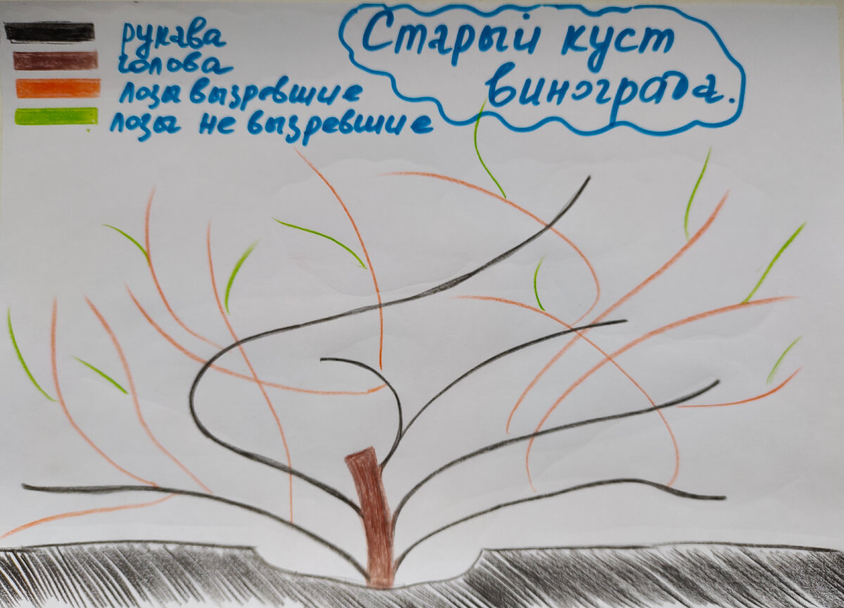 Формировки винограда | Подробно шаг за шагом