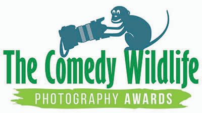 Самые смешные фото животных 2022 года. Итоги Comedy Wildlife Photography Awards