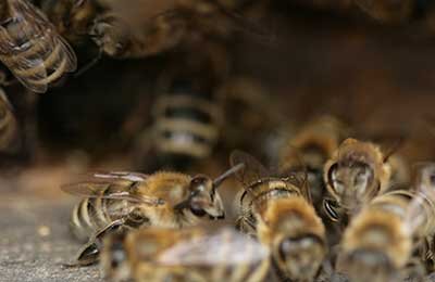 Бизнес план пчеловодства с расчетами