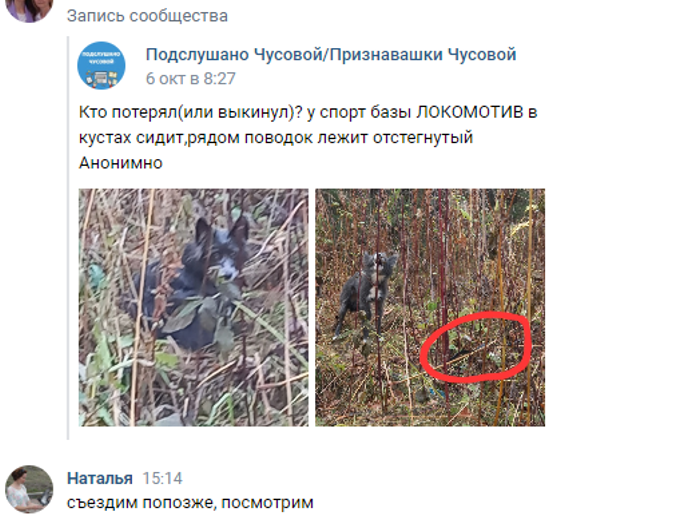 Первый пост о собаке