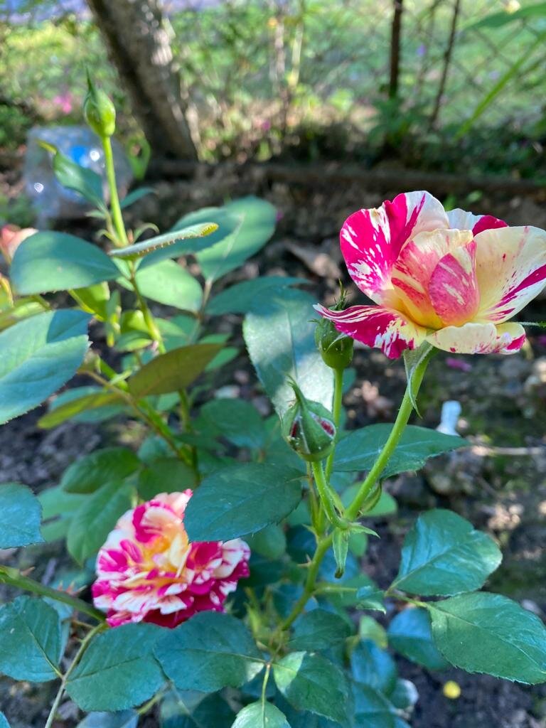 Цветение первого года. Фото 2020