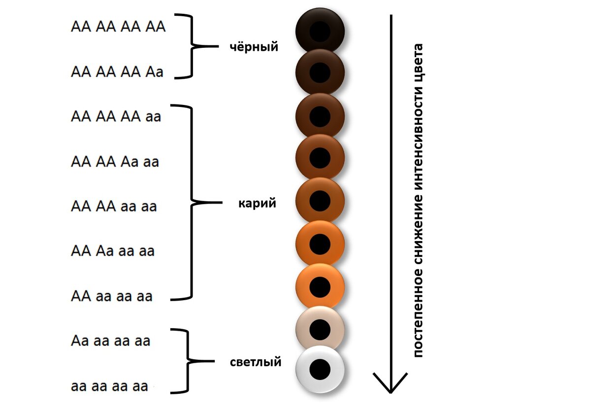 Генотипы цвета глаз