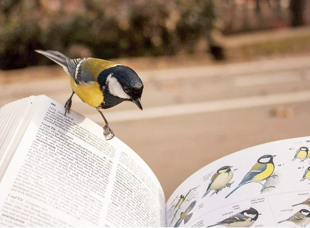 Раз речь о птичьем языке, то иллюстрируют эту статью птички.