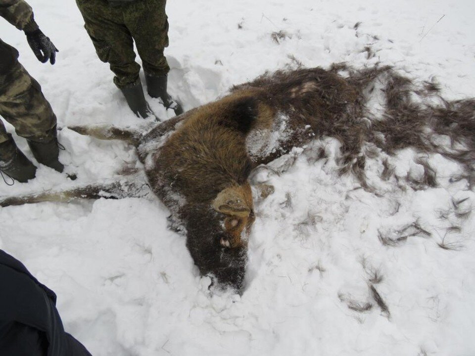     Возбуждено уголовное дело. Фото: МВД по Удмуртии @mvdudm18