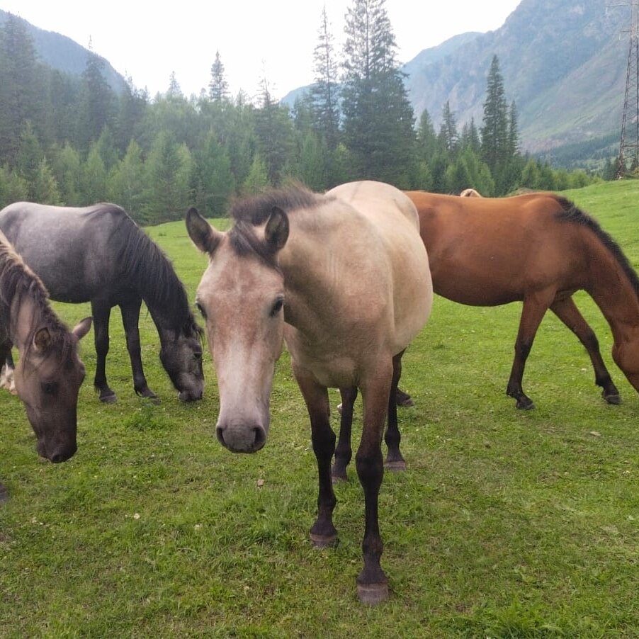 Республика Алтай - табун лошадей