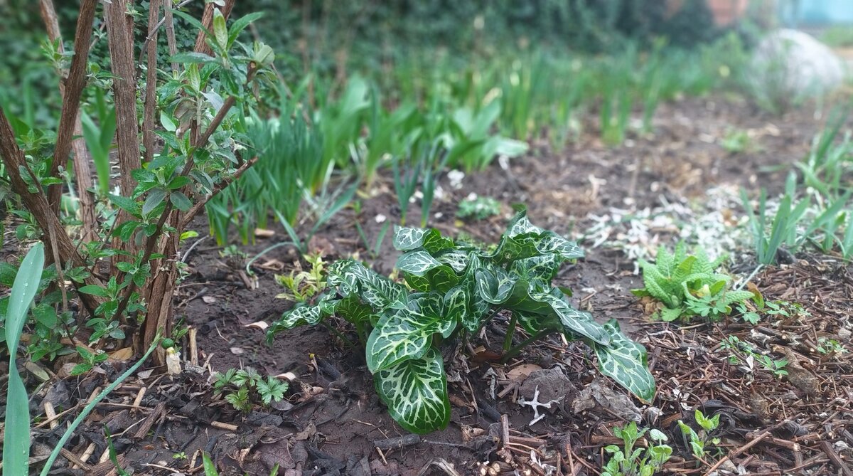 Подснежники и белые нарциссы у меня были сконцентрированы всего в паре мест. Эти пышные "букеты" смотрелись очень красиво, но остальная часть белого цветника выглядела в это время пустынно. Поэтому этой весной я растянула их почти по всей площади.