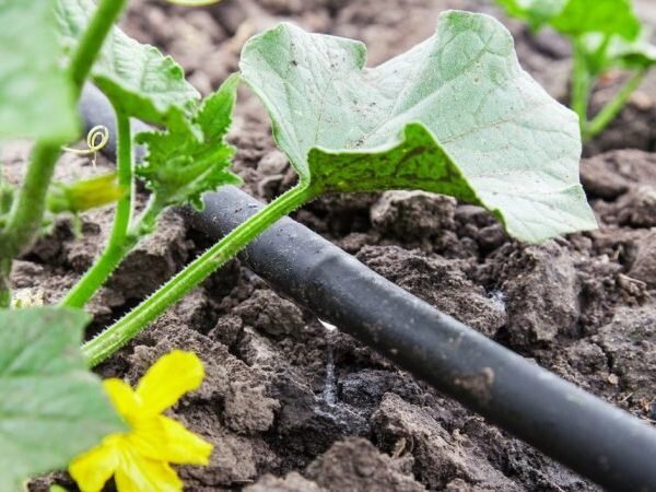 10 основных ошибок при поливе огорода: как избежать и повысить урожайность