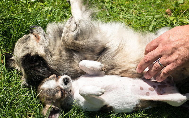 Глупо не воспользоваться такой возможностью получить приятные эмоции. Фото Thomas B./Pixabay 