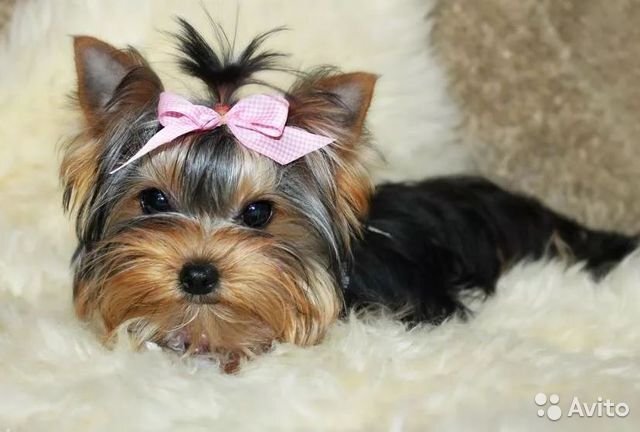 Мини йорк (взято с https://apriltime.ru)