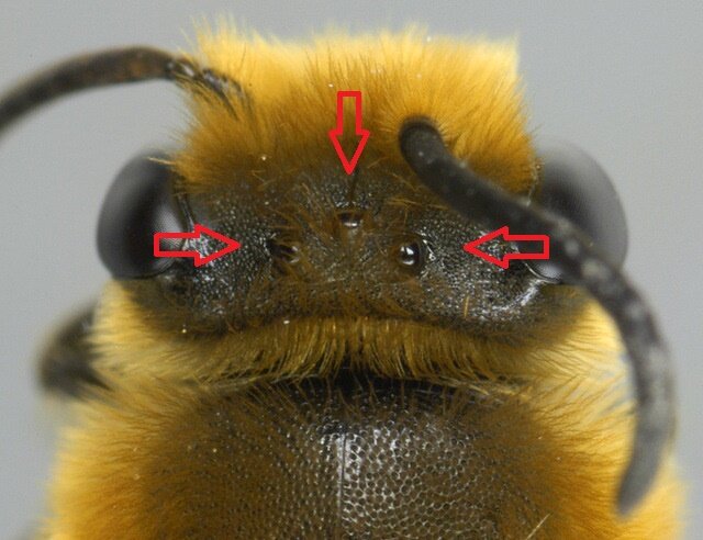 Глаза пчелы. Пять глаз у пчелы. Простые глаза пчелы. Глаза осы.