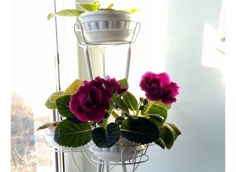 (Фото используется по стандартной лицензии ©hozvopros.com)